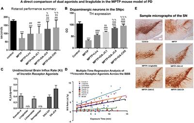 Glucagon-like peptide 1 and glucose-dependent insulinotropic peptide hormones and novel receptor agonists protect synapses in Alzheimer’s and Parkinson’s diseases